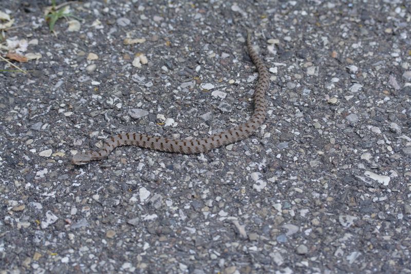 Vipera aspis... di quanti mesi??